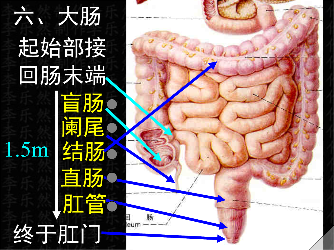 系统解剖学课件2大肠.ppt