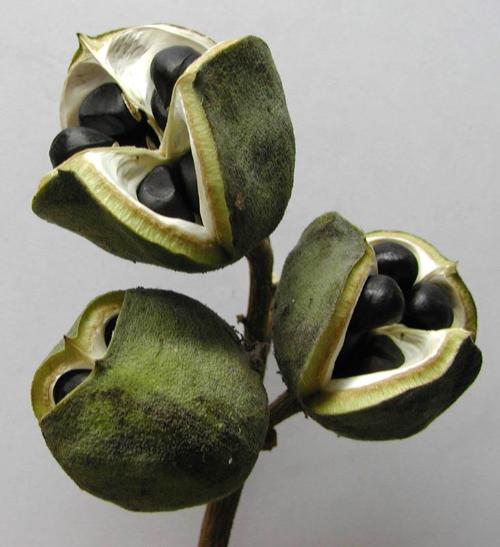 哪位大侠知道这是什么果实啊?