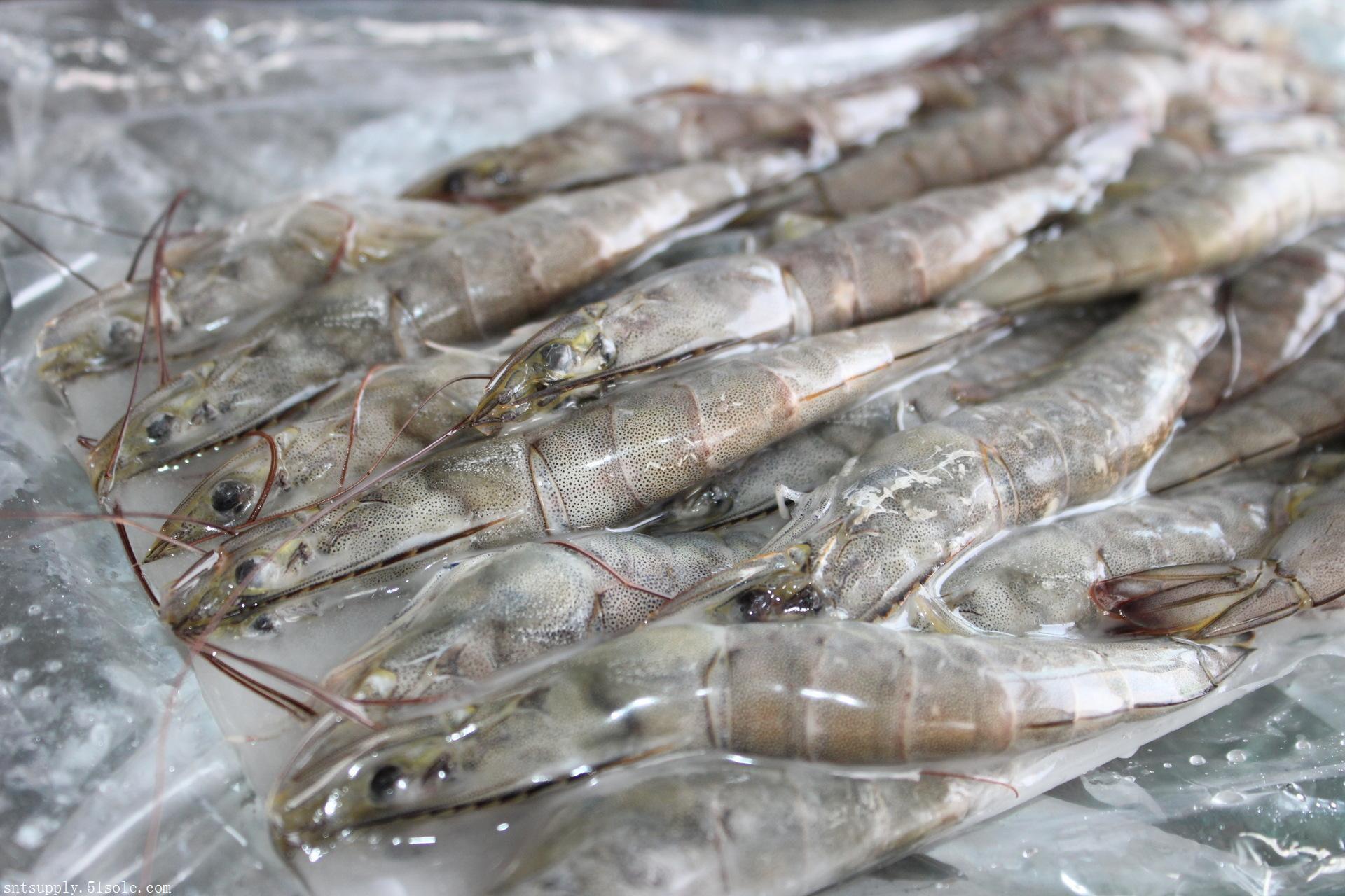 大连进口冷冻虾清关世能通快速专业