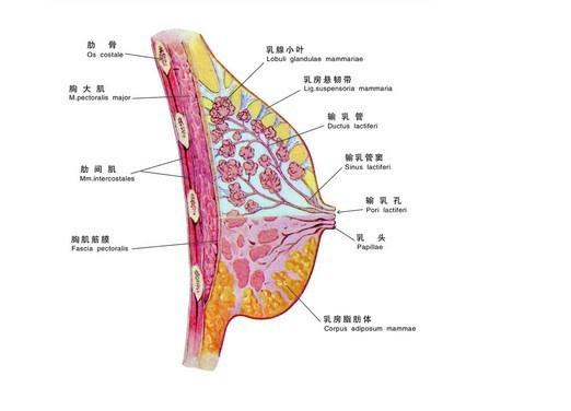 哺乳期乳腺有肿块是怎么回事