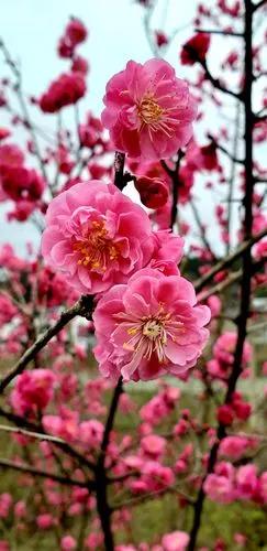 《春天最美的花》又是一年春来道…有一种花总是开得早,开得艳.