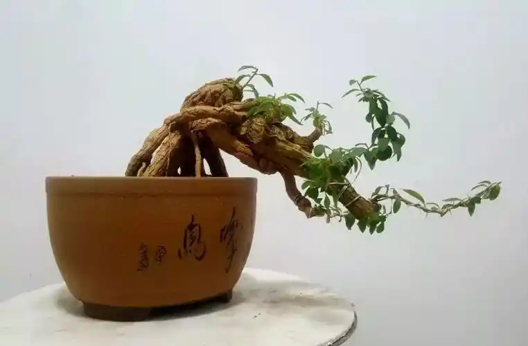 悬崖枸杞:惊回首,离天三尺三