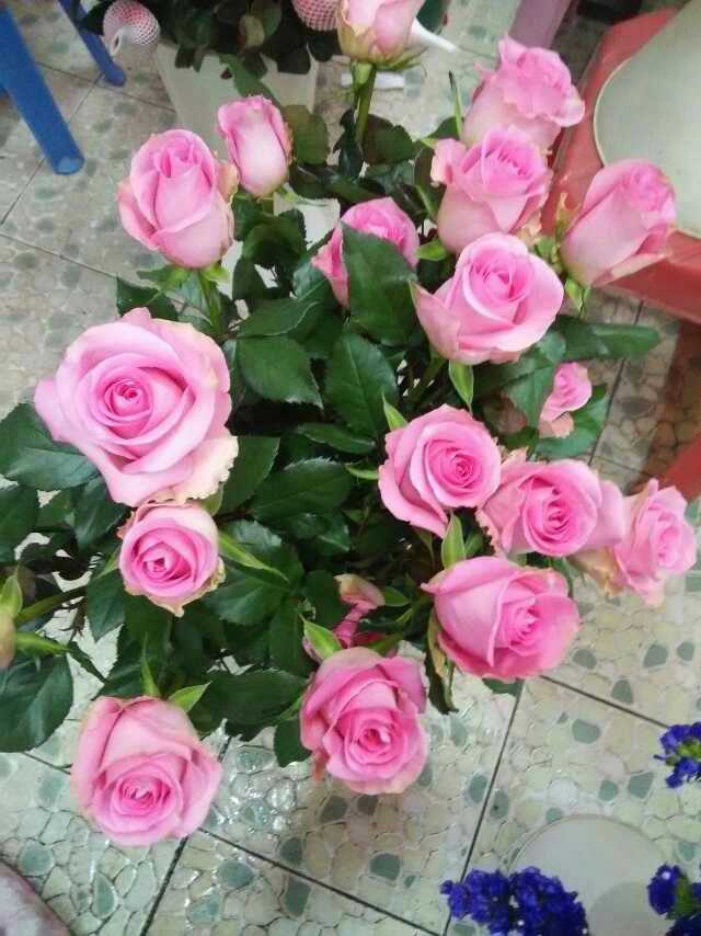 水蜜桃玫瑰刚到货特别娇艳妩媚