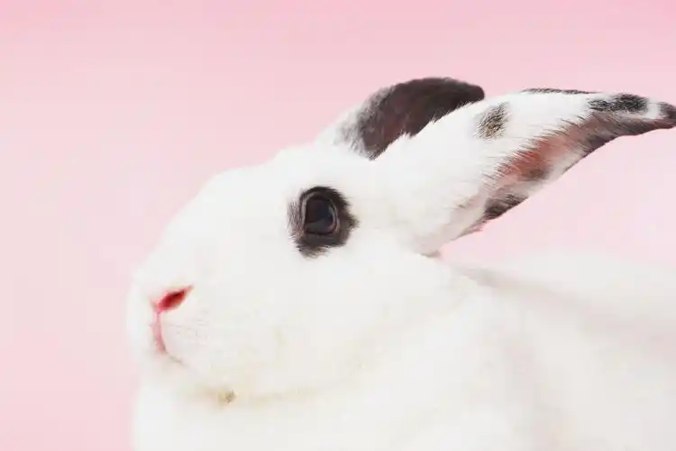 兔子特写图片家畜特写兔子兔