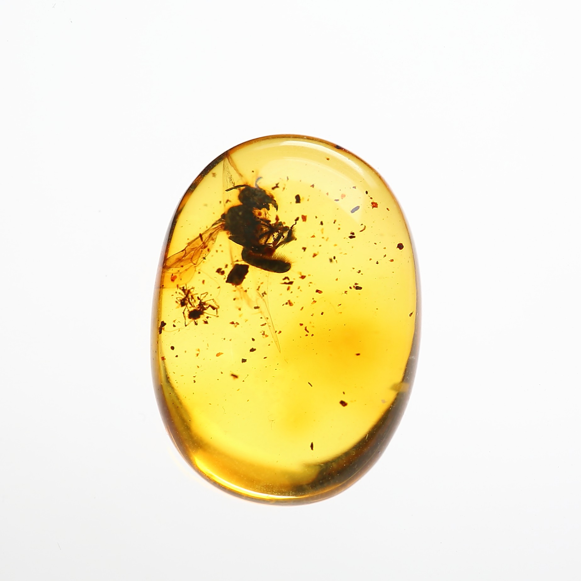 上石清灵天然波罗的海琥珀虫珀戒面 俄料带虫 镶嵌戒指耳坠收藏品