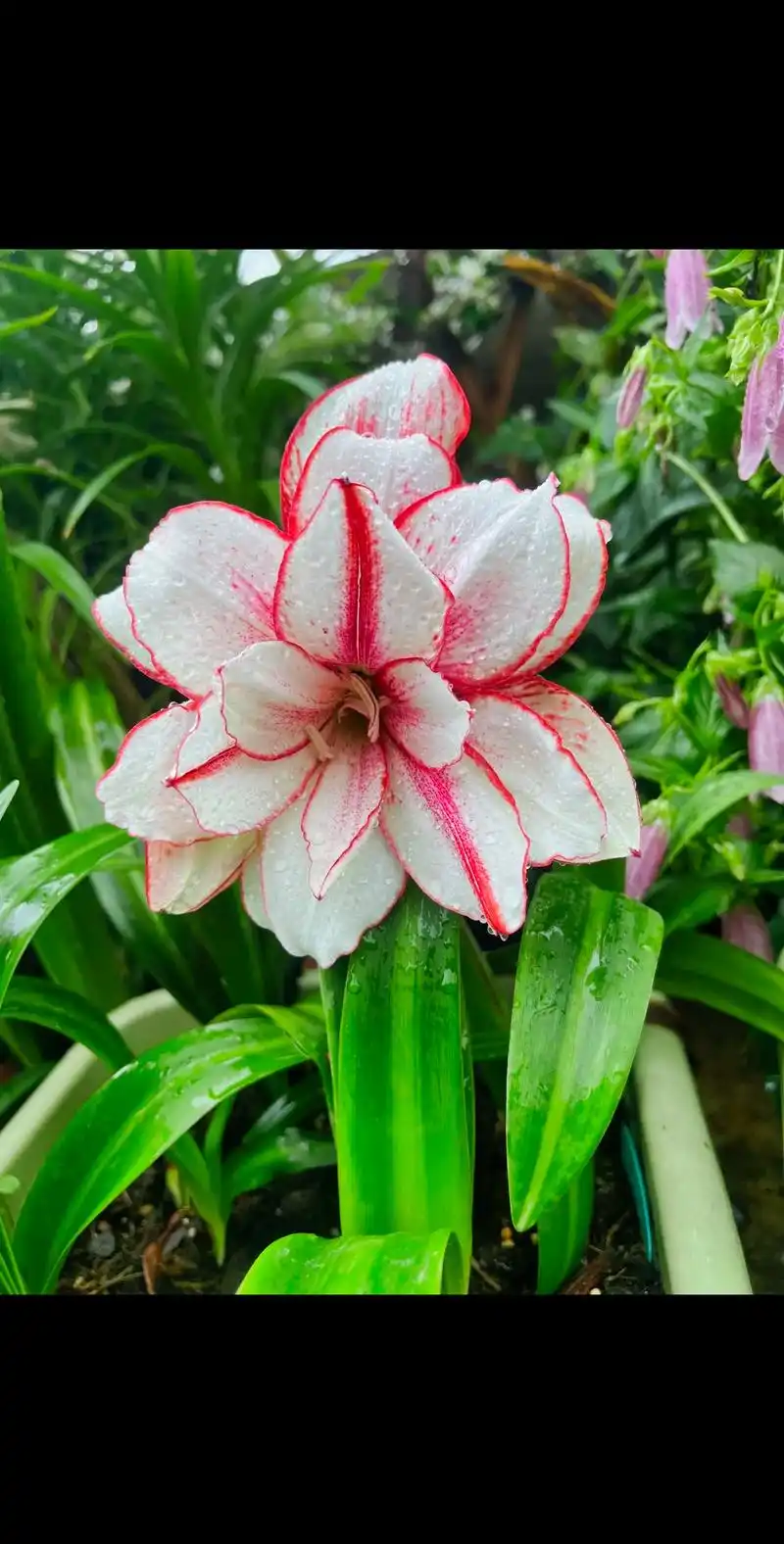 烈焰/霸王别姬/鬼魅plus#重瓣朱顶红 #进口朱顶红 - 抖音