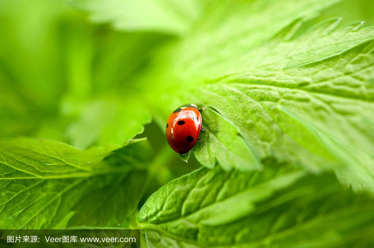 小瓢虫在完美的绿色叶子上