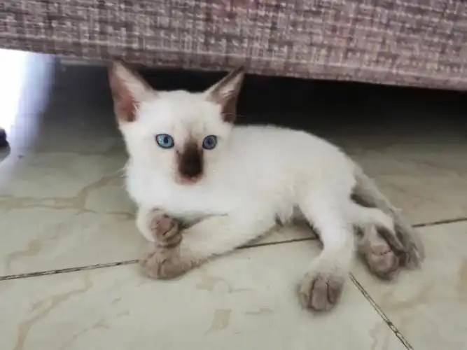 暹罗小奶猫招领养