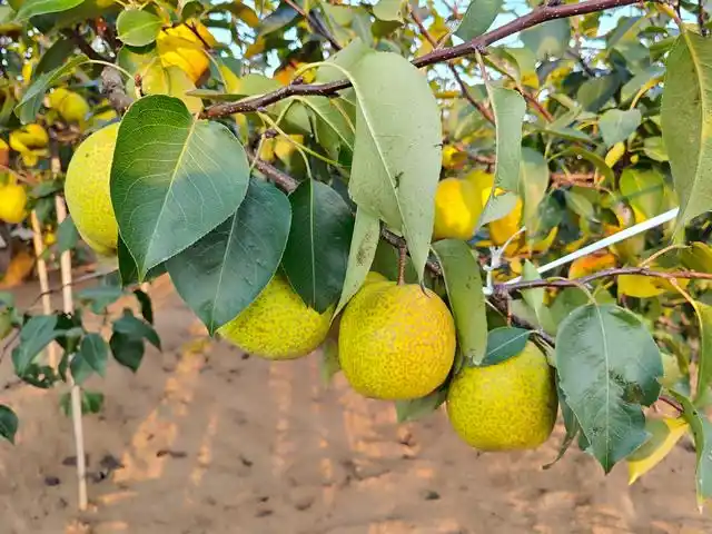 莱阳梨:400多年的老梨树结的果子你吃过吗?百年风味历久弥香!