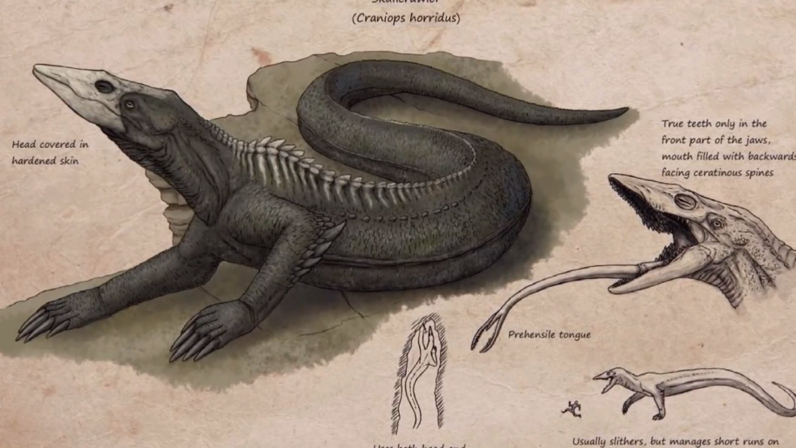 让金刚棘手的怪兽boss长度与哥斯拉一样骷髅岛蜥蜴实力分析