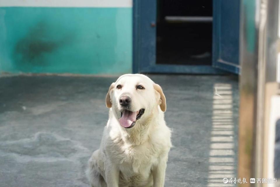 警"汪"来报道!聊城公安最萌"汪汪队"如何炼成?