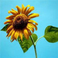 吉利好运向日葵微信头像【点击鼠标右键下载】