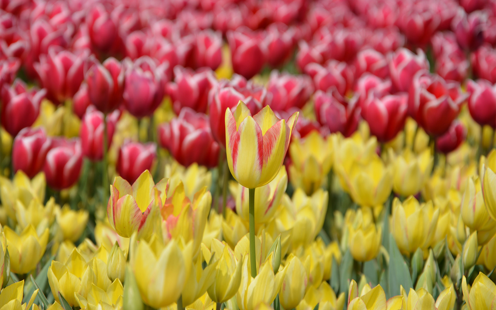 五颜六色的郁金香图片桌面壁纸