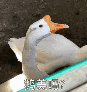 白鹅鹅美吗搞笑可爱gif动图_动态图_表情包下载_soogif