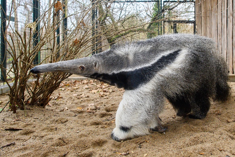 大食蚁兽(大食蚁兽舌头长度) - 展心百科