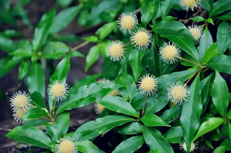 水杨梅 - 摄影 梅州时空