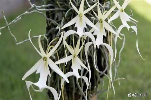 鬼兰花又名"幽灵兰花",是一种非常珍贵的野生植物,在大自然中是非常