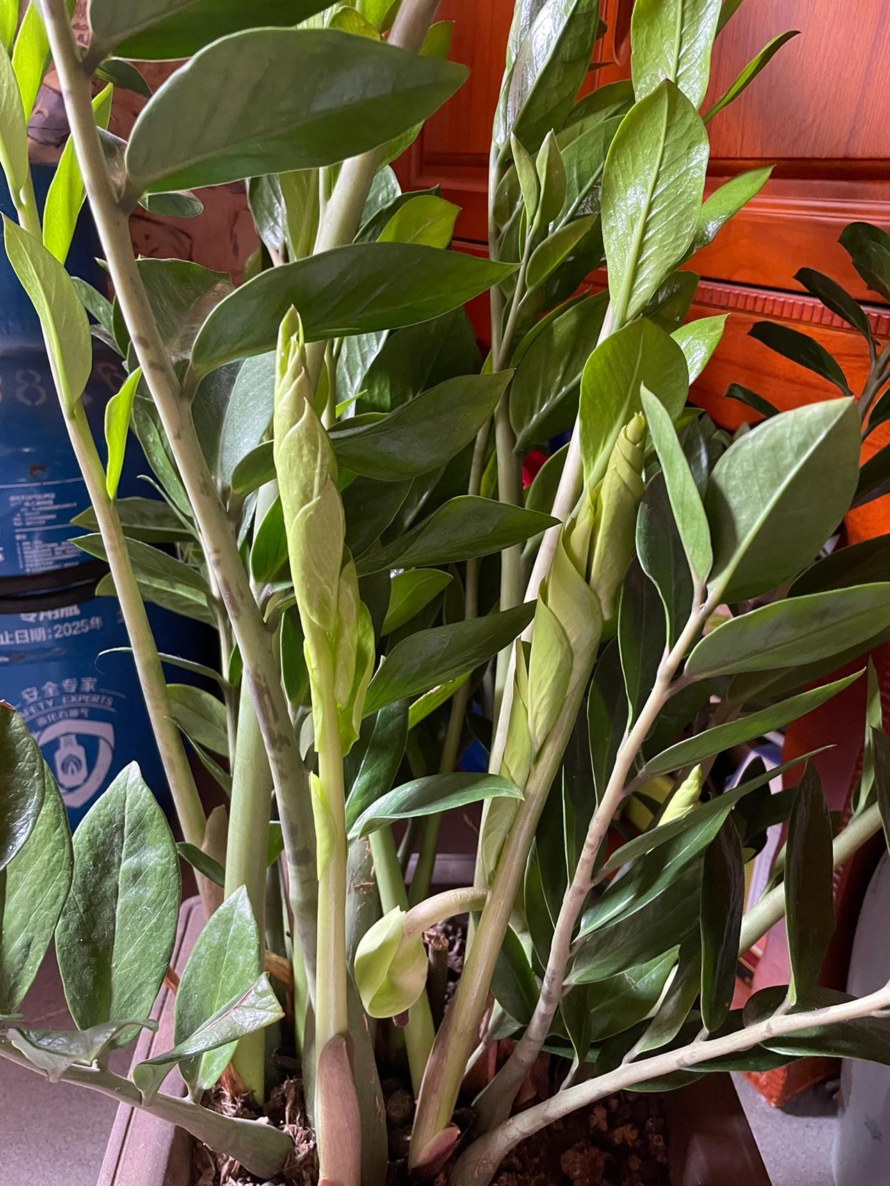 金钱树开花是很少见的,虽然花不是很好看,但是物以稀为贵.