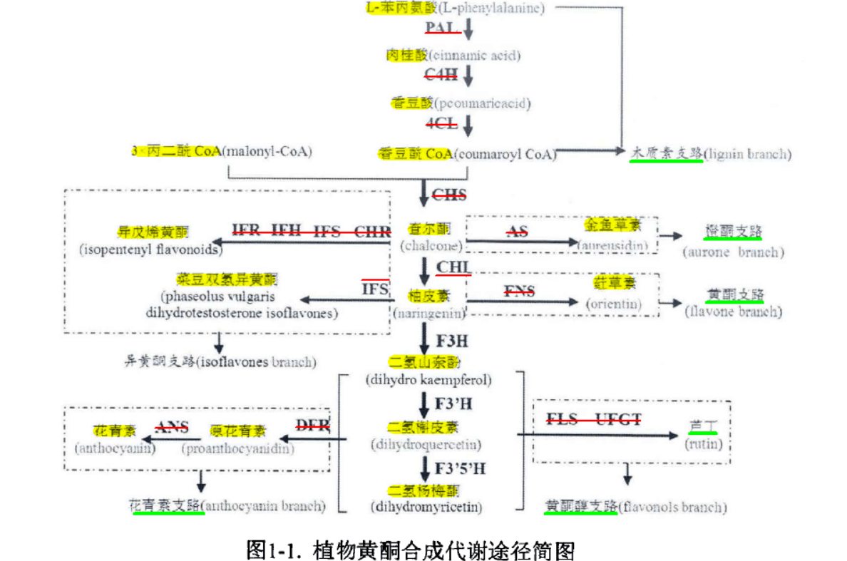 植物黄酮代谢途径是苯丙烷类代谢途径的一个分支,黄酮的生物合成是