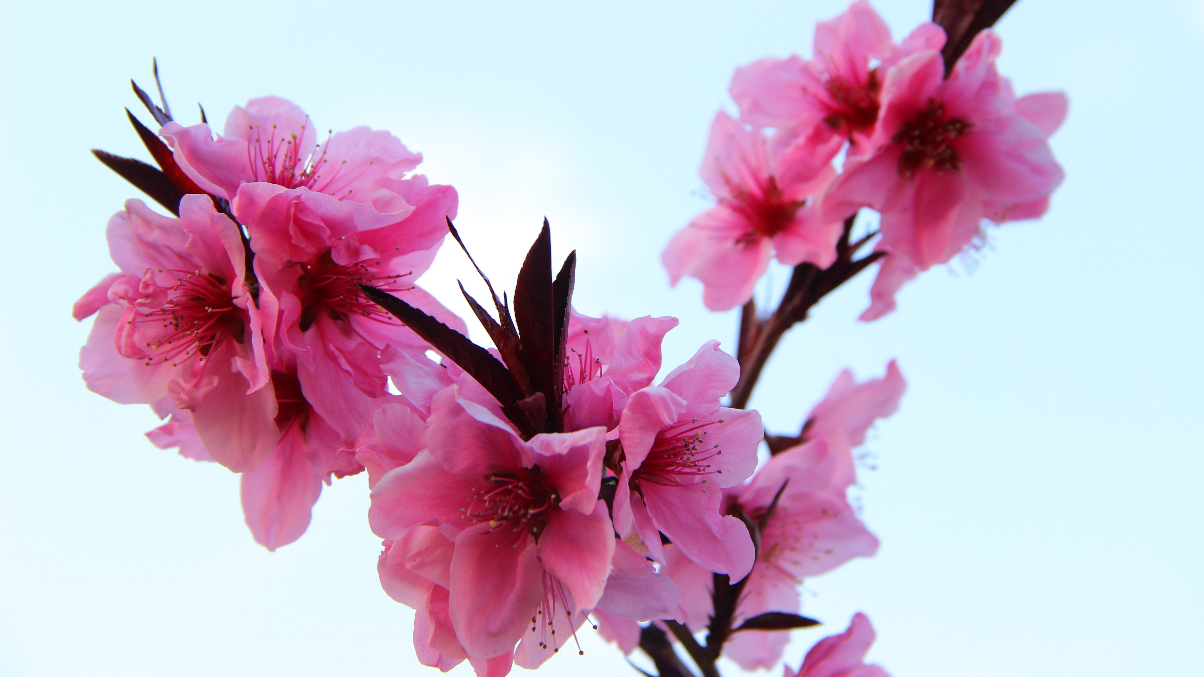 三月桃花开高清原图查看