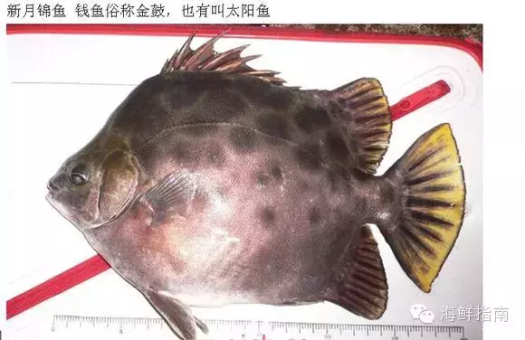 新月锦鱼学名是金钱鱼真鲷,也称红加吉黑棘鲷,又称黑鲷,黑加吉三刀鱼