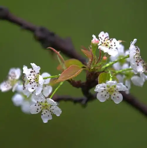 梨花一枝春带雨