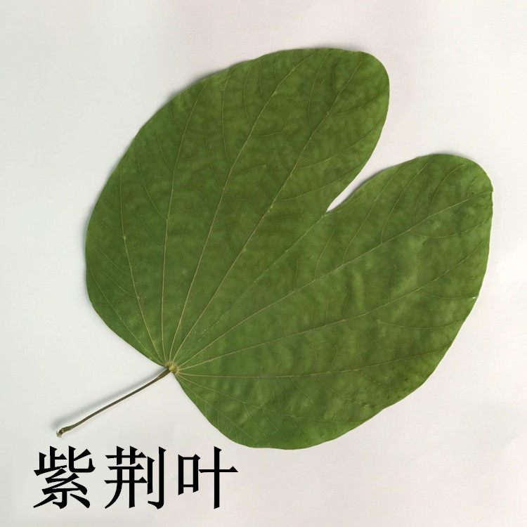 紫荆叶 儿童手工制作标本幼儿园diy押花画真花贺卡压花画天然树叶