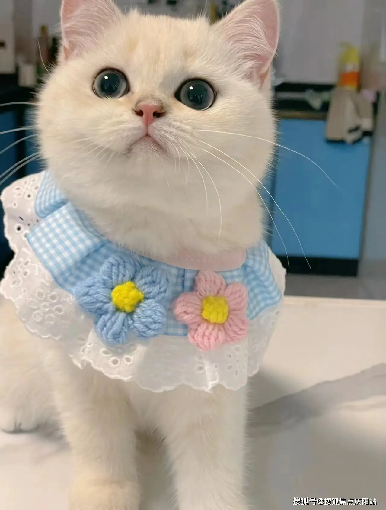 南昌买银渐层猫首页网站(南昌西湖区)买银渐层猫哪里有实体店(南昌