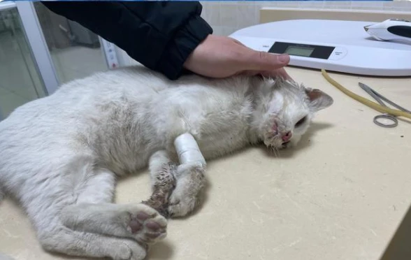 同济毒猫事件不构成违法律师若对人造成影响可获罪