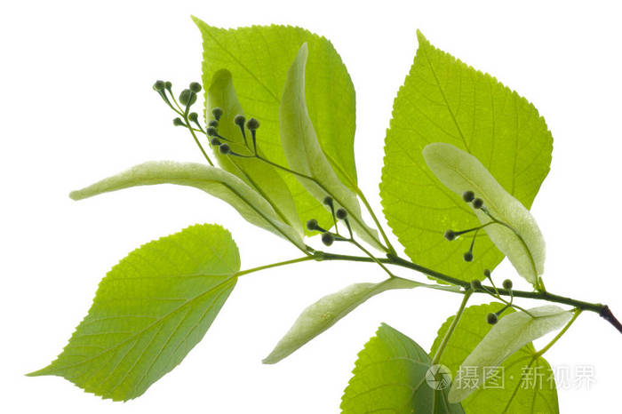 椴树叶单枝与开花花粉isola