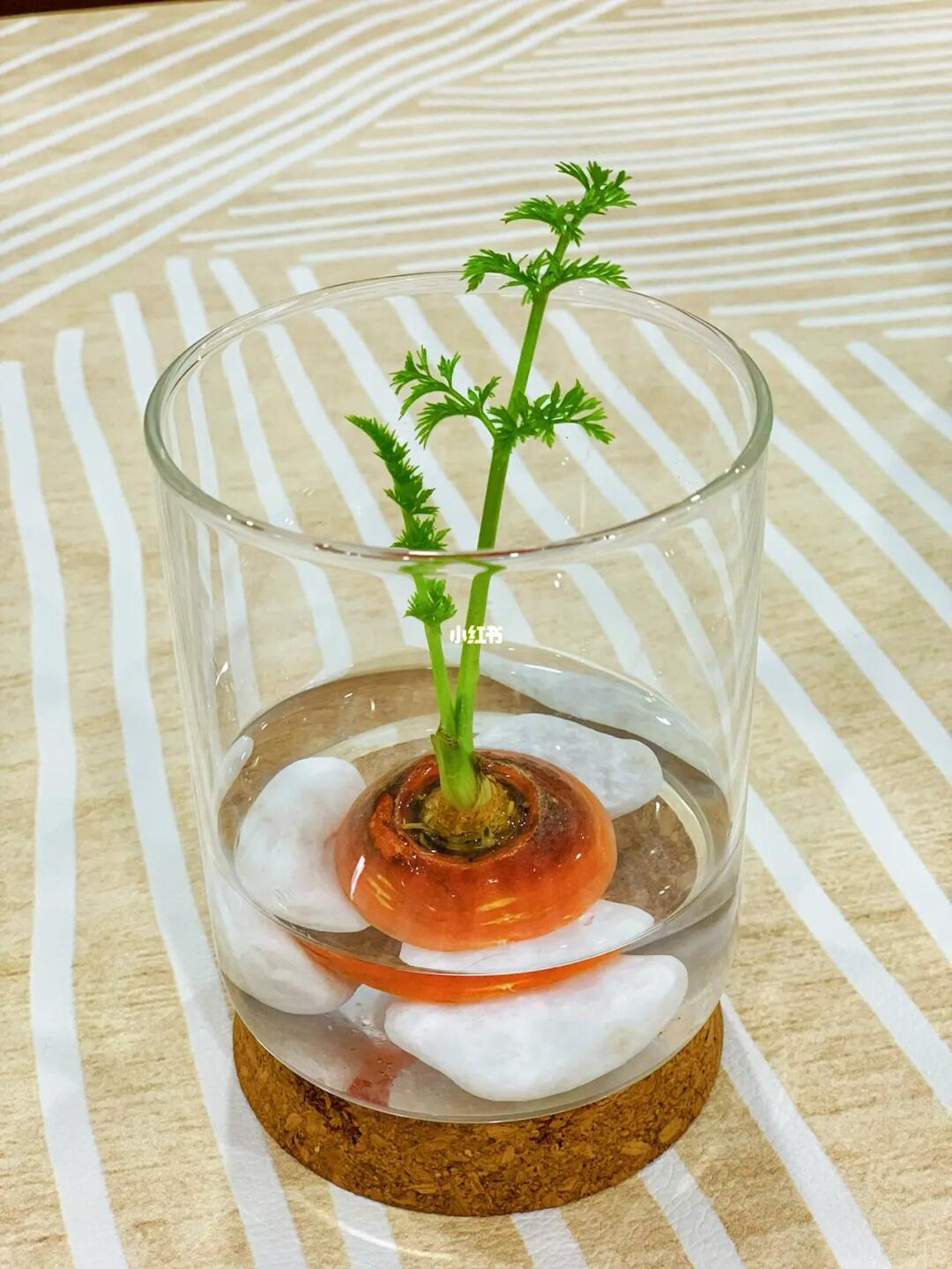 水培胡萝卜成功啦70省下买花的钱了