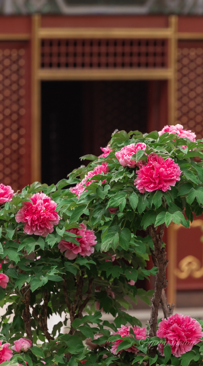 【故宫,牡丹花开】花为牡丹最美!再整理分享一组故宫御花园牡丹花!