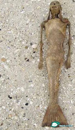 美人鱼存在吗?有什么真实的证据吗?