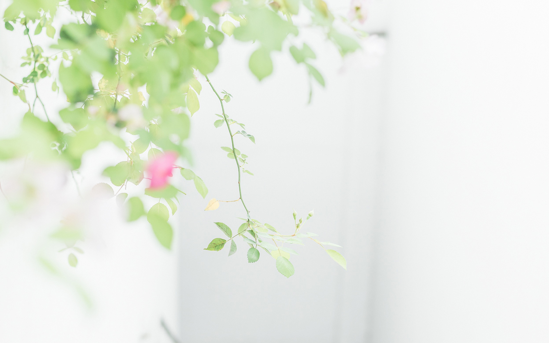 绿色小清新唯美高清图片桌面壁纸