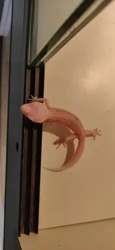 这个豹纹守宫是叫银河吗