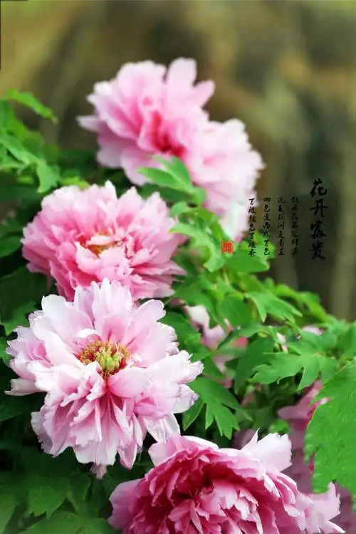 牡丹花开～吉祥安康