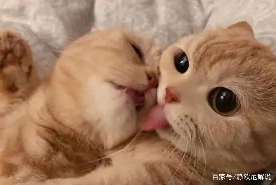 火爆整个网络,不能忍受他的可爱吗?看看这只猫的表情包
