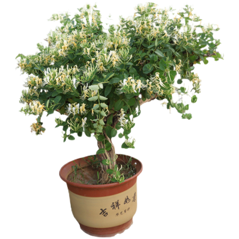 庭院爬藤植物绿植爬墙花卉攀爬四季红色金银花开树木室内阳台盆栽大苗