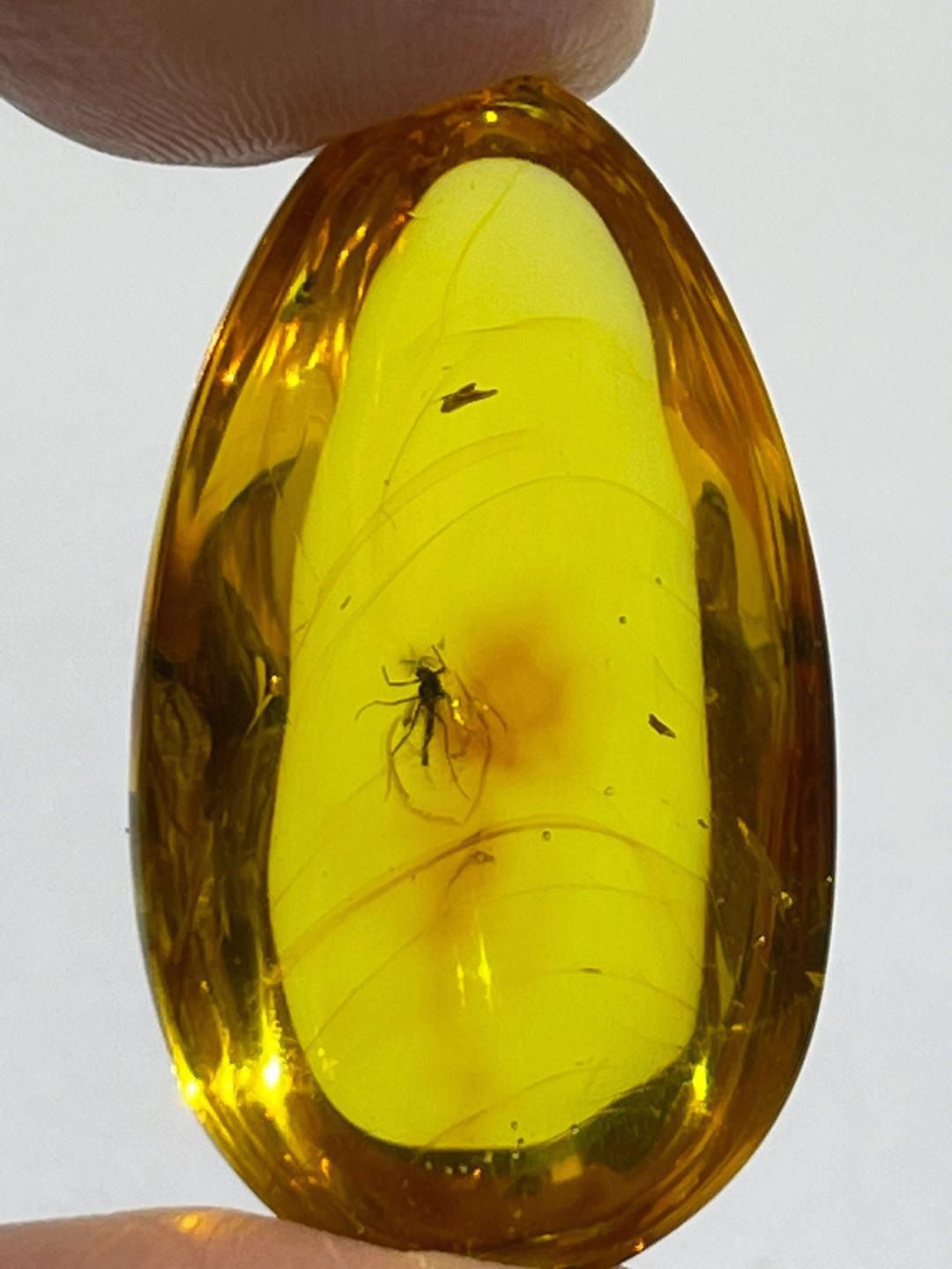 琥珀是一种非常古老的有机宝石,它诞生于大约五千万年前,是由始新世纪