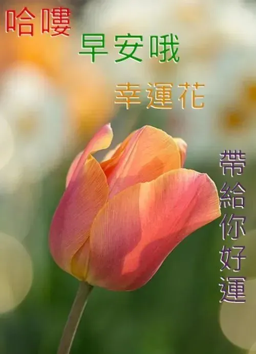 最美早晨好问候祝福图片表情带字,最美最暖心的早安问候祝福语图片