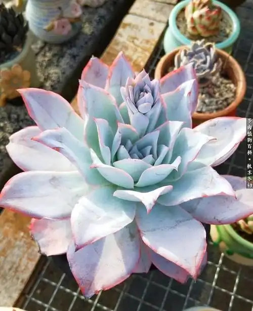 暗黑童话多肉之小红帽(毁三观童话故事小红帽)