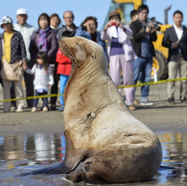 在日本一头罕见的北海狮被发现,身长达2米以上!