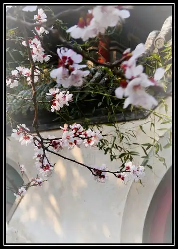 一支红杏出墙来