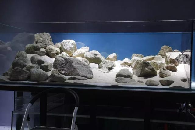 99.99%复刻自然的原生缸造景,宽度达1米的原生造景缸体