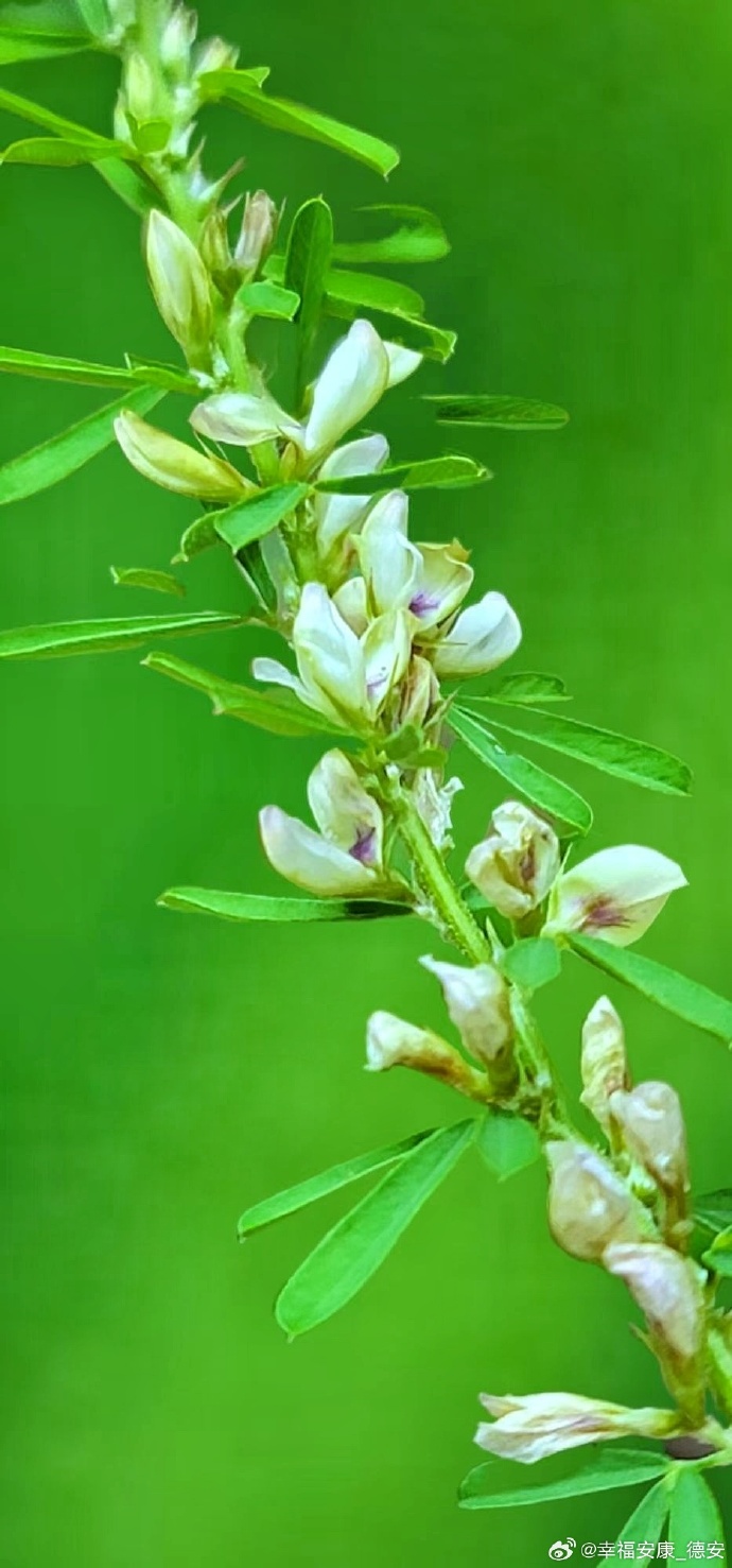 截叶铁扫帚,是豆科胡枝子属小灌木.