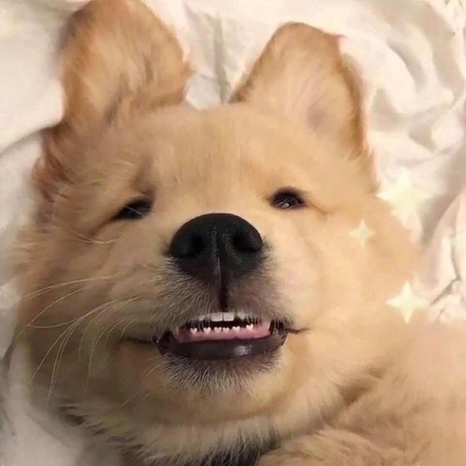 搞笑动物小头像来一波06