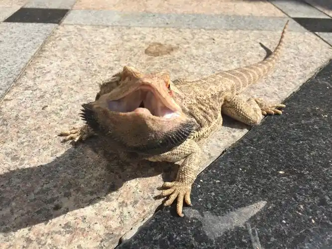 有人养蜥蜴么介绍一下经验和感想