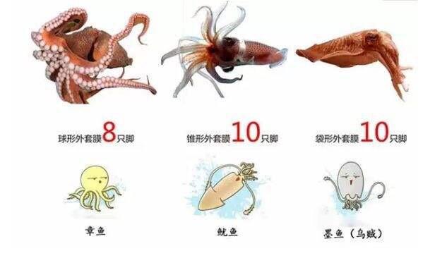 厦门贡鱿鱼张云雷带你走近非遗