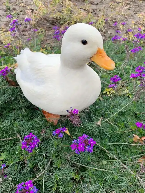 高昌小体型成年观赏宠物鸭圆润可爱的柯尔鸭2022已更