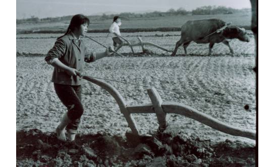 农村记忆:1970年知识青年上山下乡在生产队劳动的老照片